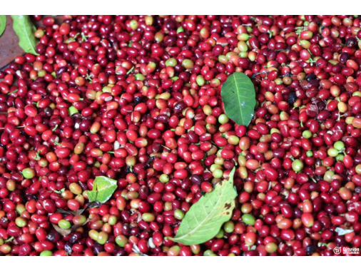  Coffee Grading +256790560642 Arabica Robusta 