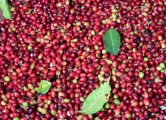Peržiūrėti skelbimą - Supply Arabica coffee +256790560642 (Robusta)